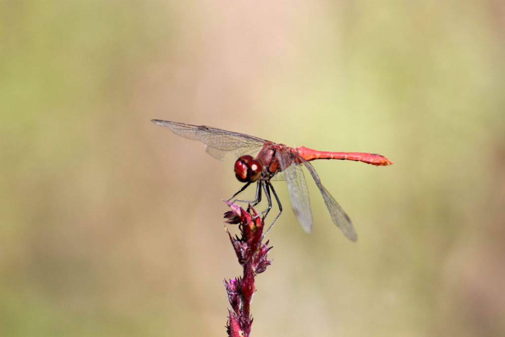 Sympetrum sanguineum?  S !